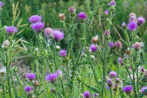 Mariendistel – Heilpflanze des Jahres für unsere Leber!