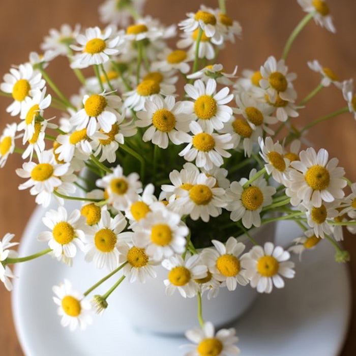 Kamille - universelles Hausmittel und Frauenkraut!