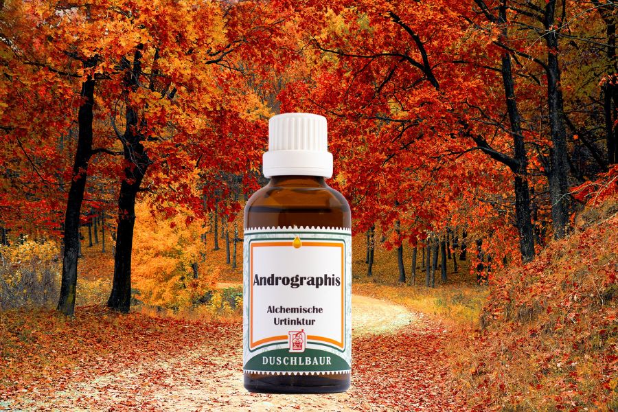 Andrographis für das Immunsystem