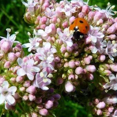 Heilpflanzen gegen Unruhe und Stress