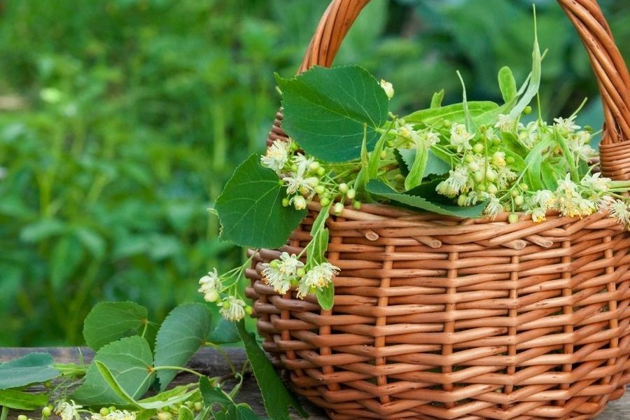 Lindenblüte – süßer Duft des Sommers