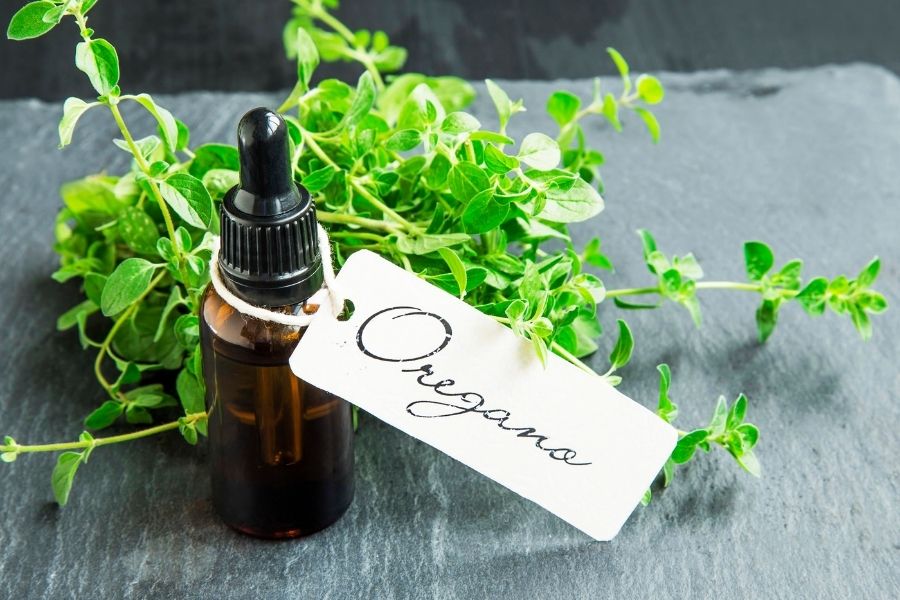 Oregano – ein Vielkönner unter den Kräutern!