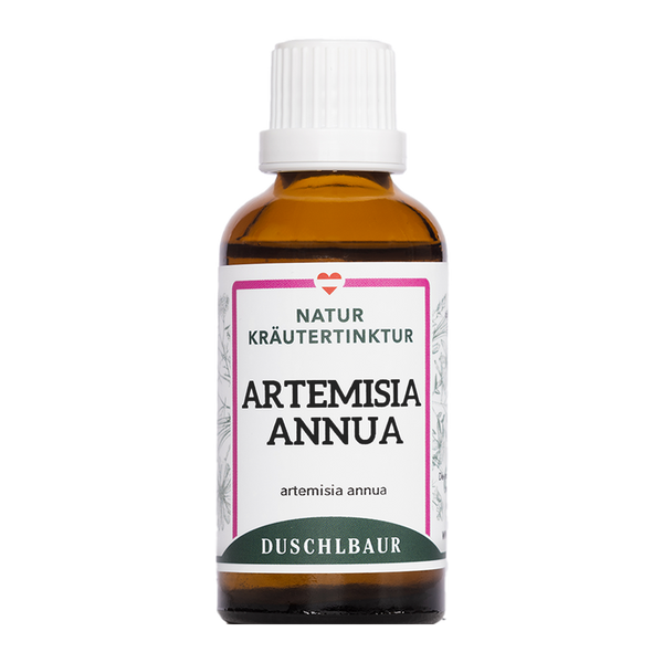 Artemisia annua
