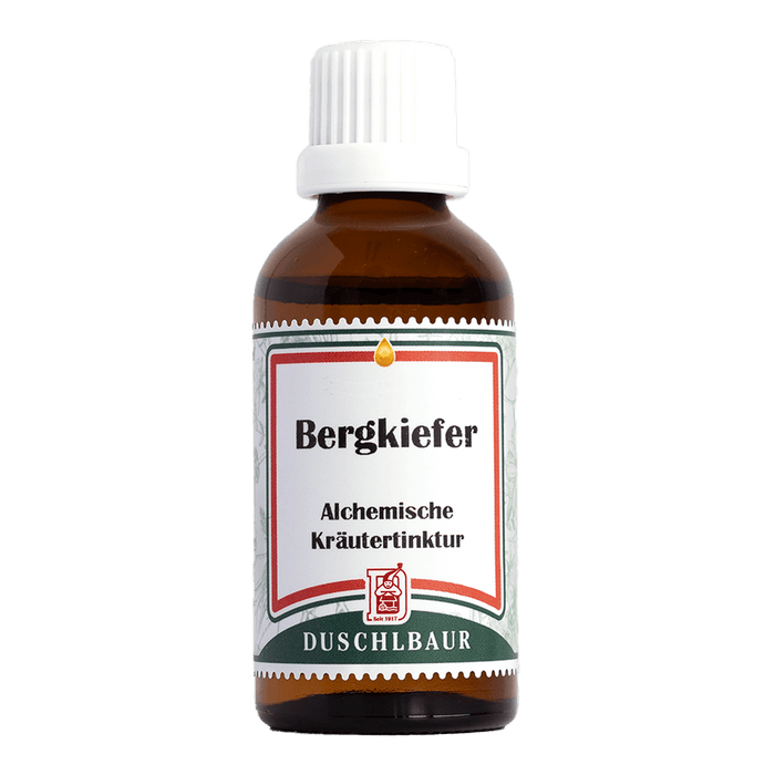 Bergkiefer Tinktur - pinus mugo