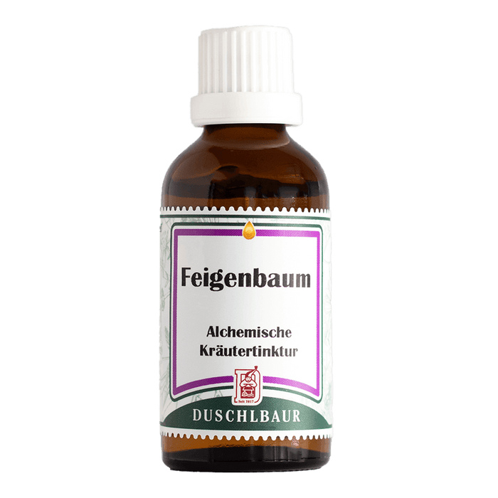 Feigenbaum Tinktur - ficus carica
