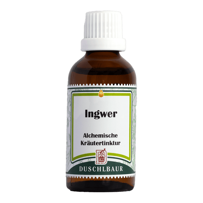 Ingwer Tinktur - zingiber officinalis