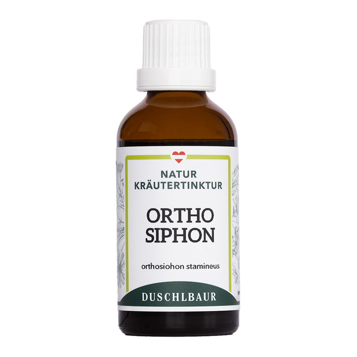 Orthosiphon Tinktur - orthosiphon stamineus