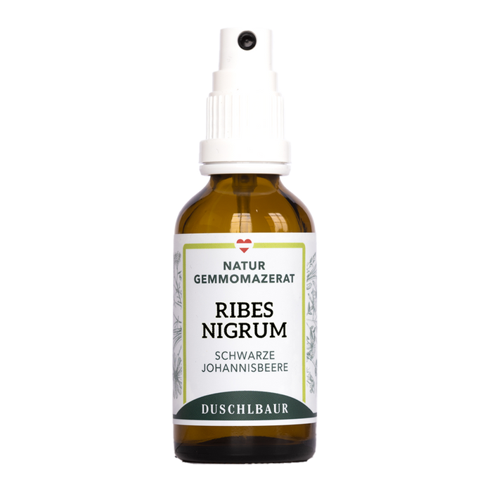 Ribes nigrum Gemmo Mazerat - Schwarze Johannisbeere