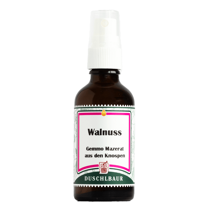 Walnussbaum Gemmo Mazerat - juglans regia