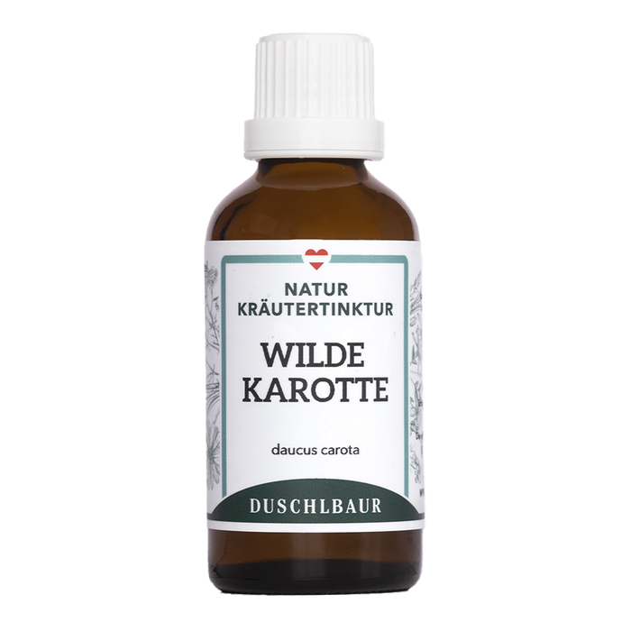 Wilde Karotte Tinktur - daucus carota subsp. carota