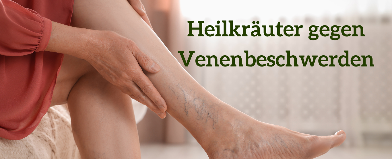 Heilpflanzen für Venen - Heilkräuter gegen Venenbeschwerden und Krampfadern