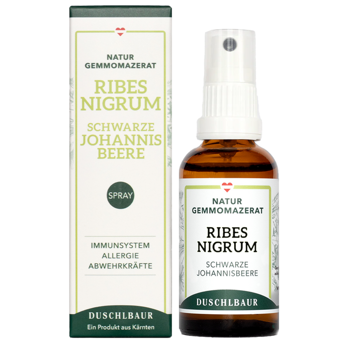 Knospen der Schwarzen Johannisbeere (Ribes nigrum) im zeitigen Frühjahr neben dem Ribes nigrum Gemmo Mazerat von Kräutertinkturen Duschlbaur