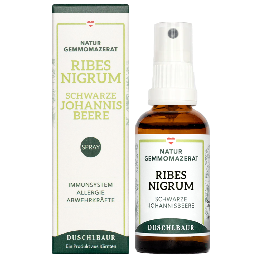 Knospen der Schwarzen Johannisbeere (Ribes nigrum) im zeitigen Frühjahr neben dem Ribes nigrum Gemmo Mazerat von Kräutertinkturen Duschlbaur