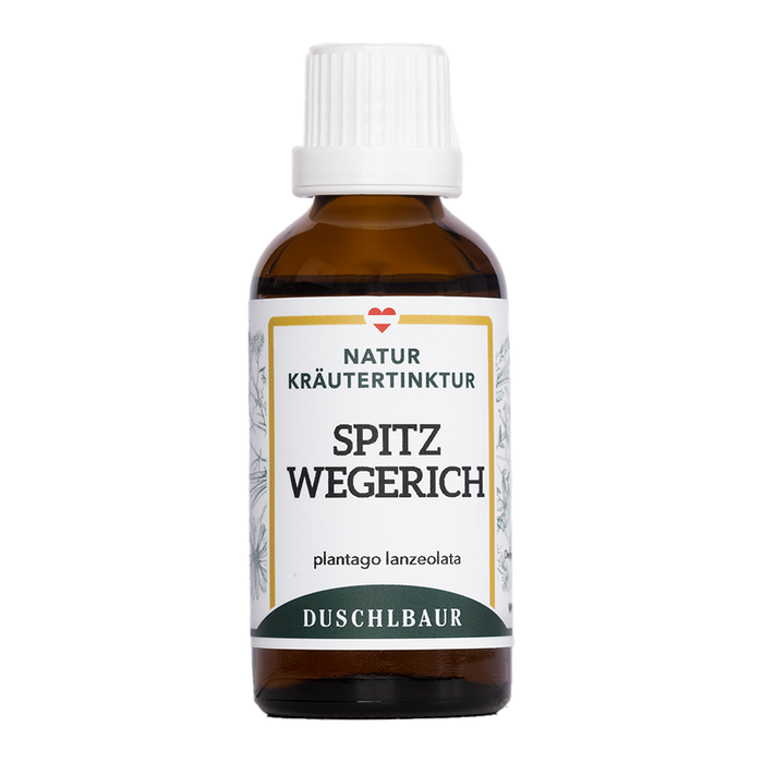 Spitzwegerich (Plantago lanceolata) mit lanzettlichen Blättern und Blütenähre auf einer Wiese