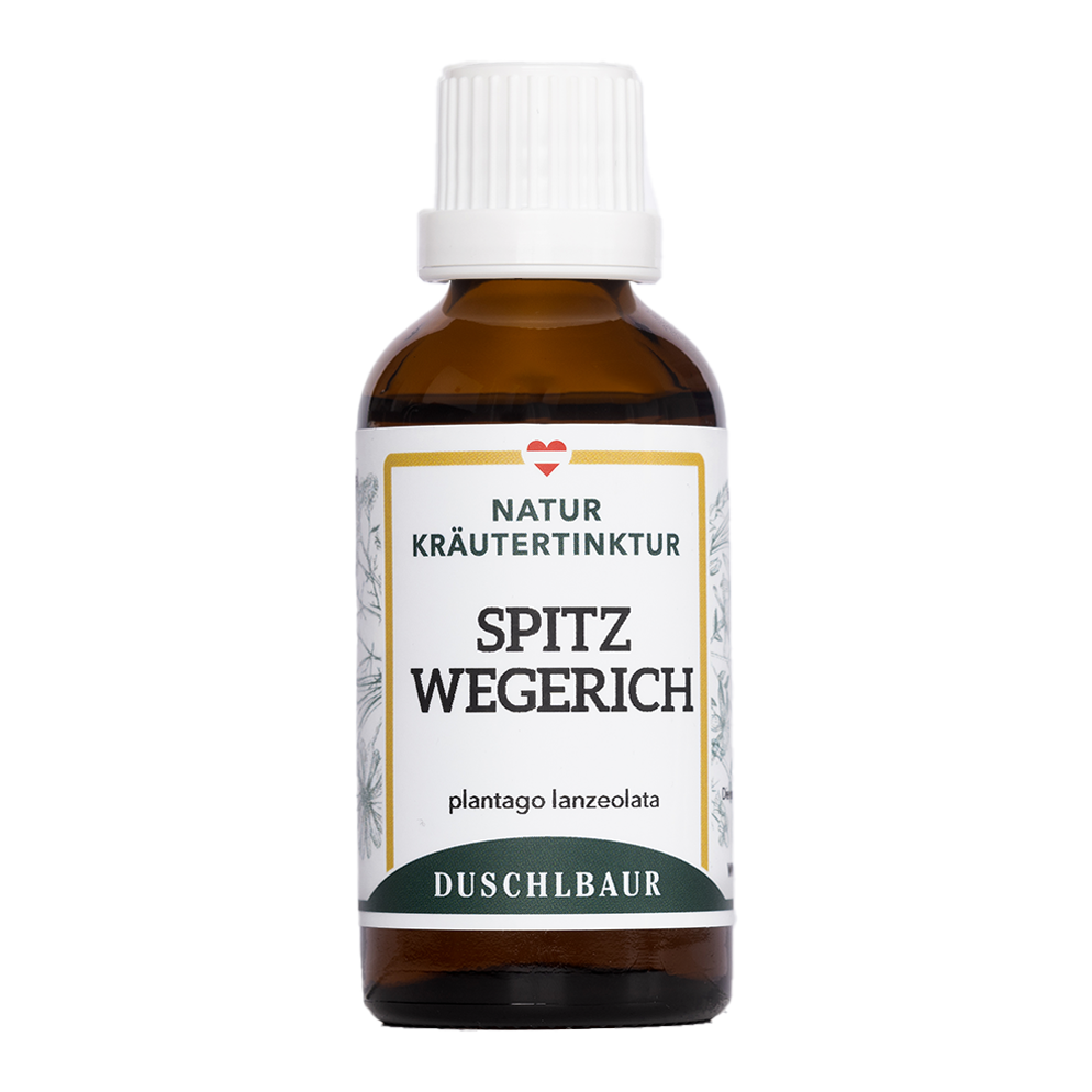 Spitzwegerich (Plantago lanceolata) mit lanzettlichen Blättern und Blütenähre auf einer Wiese