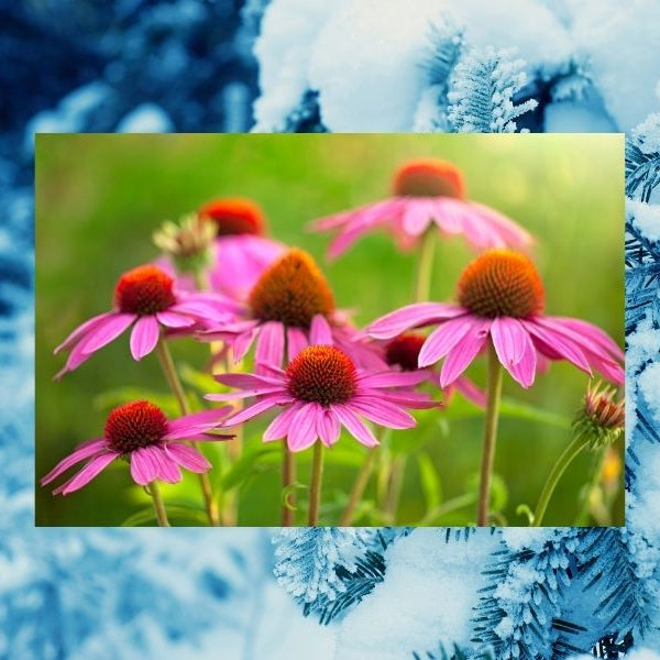 Echinacea purpurea – Roter Sonnenhut – Immunsystem