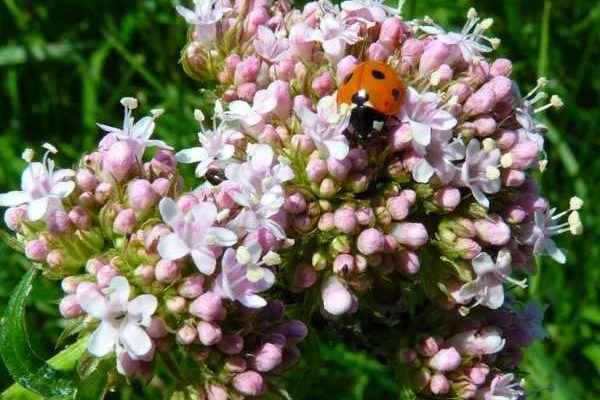 Heilpflanzen gegen Unruhe und Stress