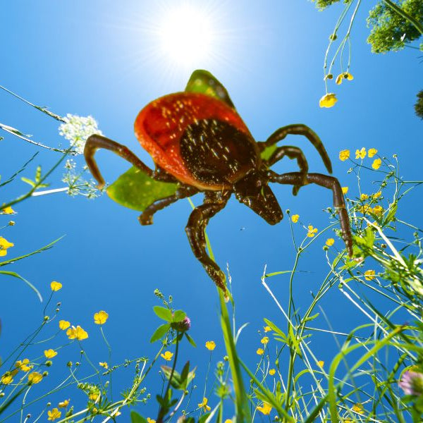 Zecken und Borreliose – Kräutertropfen als natürliche Therapiebegleitung!