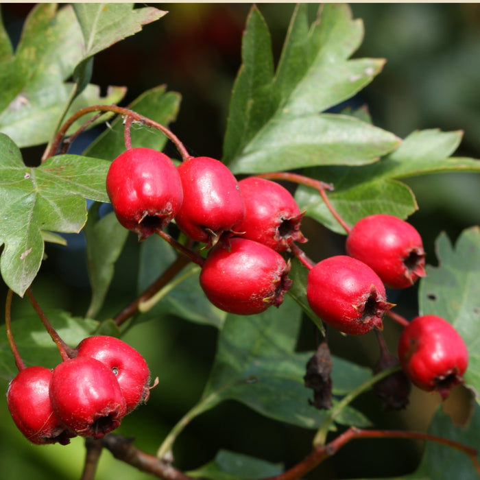 Hawthorn tincture - crataegus monogyna