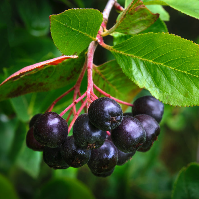 Ribes nigrum Gemmo Macerate - Black Currant 