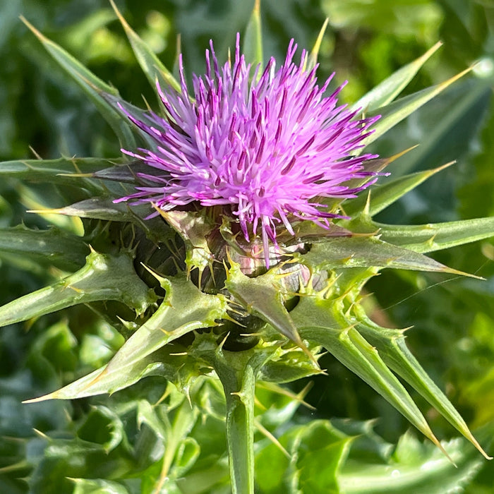 Milk thistle tincture - silybum marianum