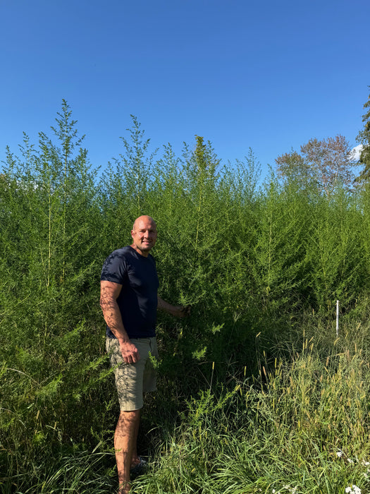 Artemisia annua Tinktur - einjähriger Beifuß Tropfen