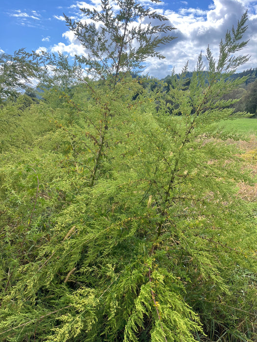 Artemisia annua drops - annual mugwort 
