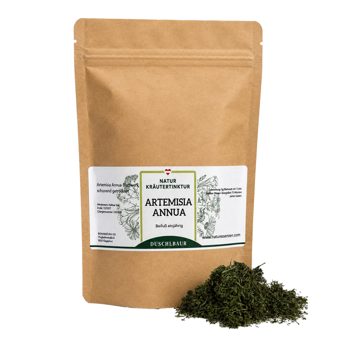 Artemisia annua drops - annual mugwort 