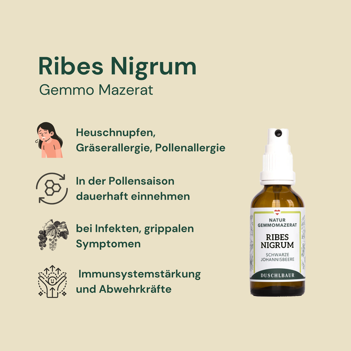 Ribes nigrum Gemmo Mazerat - Schwarze Johannisbeere - Allergie, Immunsystem, Heuschnupfen
