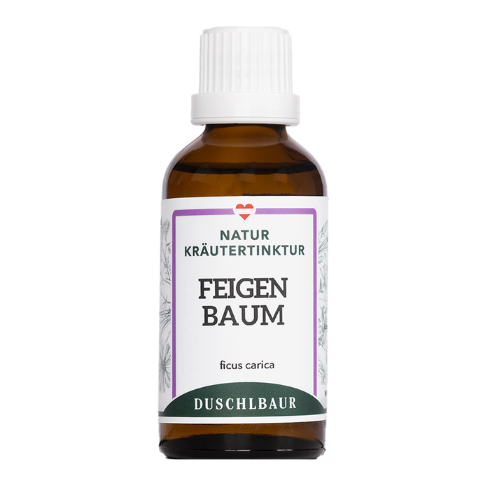 Feigenbaum Tinktur - ficus carica