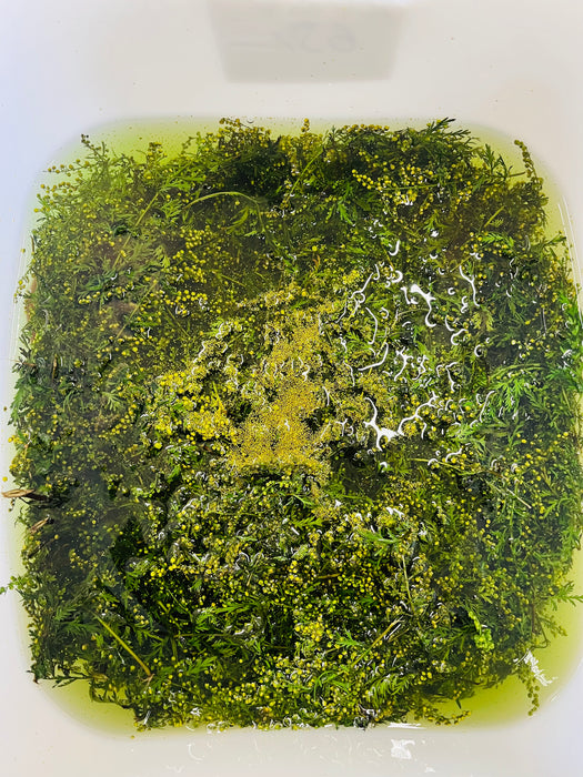 Artemisia annua drops - annual mugwort 