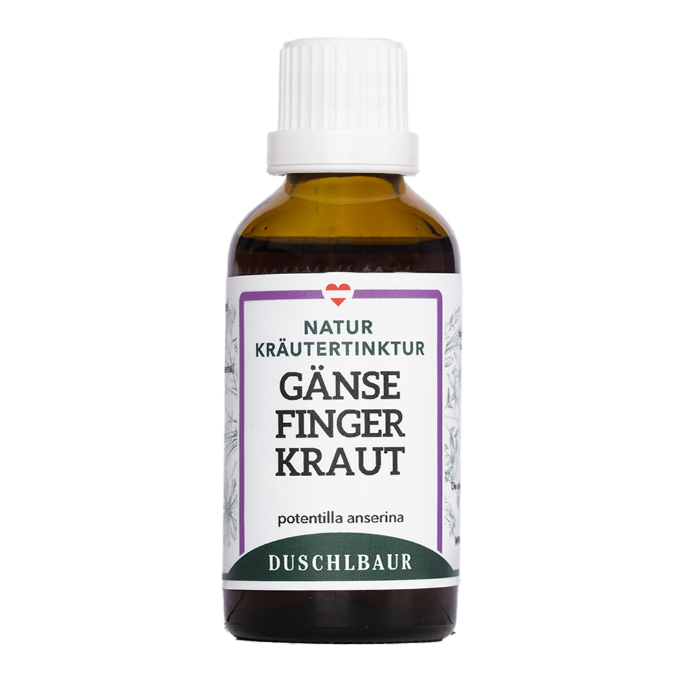 Goose cinquefoil tincture - potentilla anserina