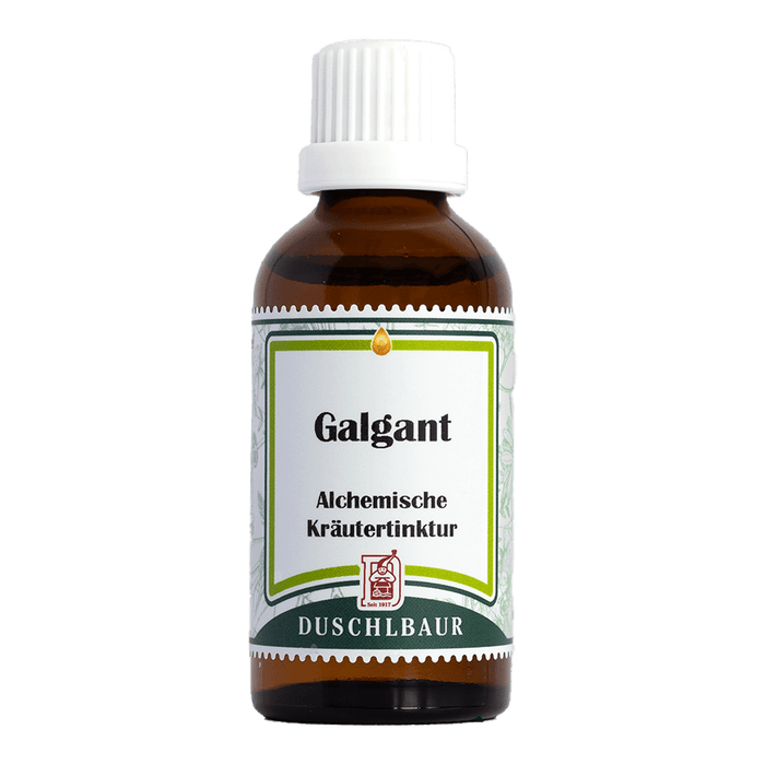 Galgant Tinktur - alpina officinarum