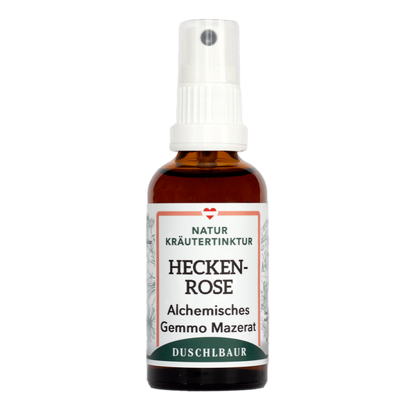 Heckenrose