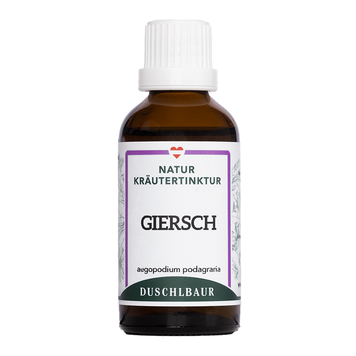Giersch Tinktur - aegopodium podagraria