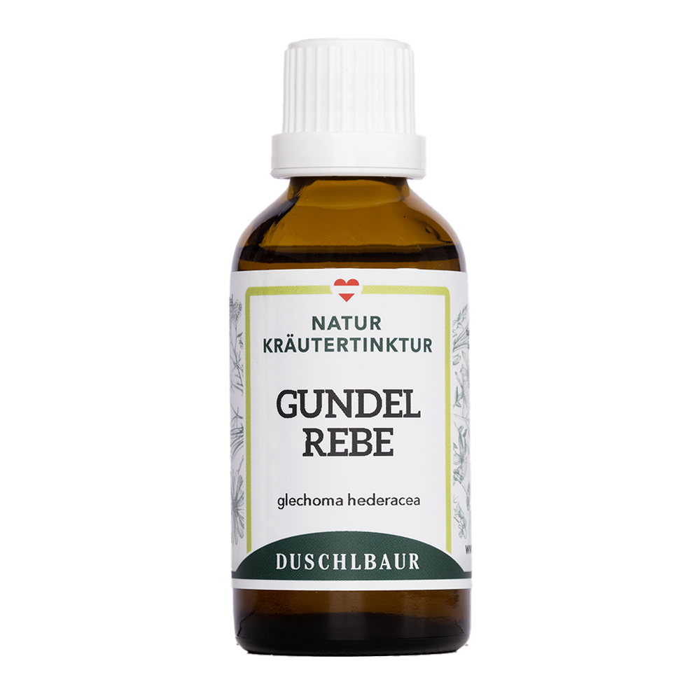 Gundelrebe Tinktur - glechoma hederacea