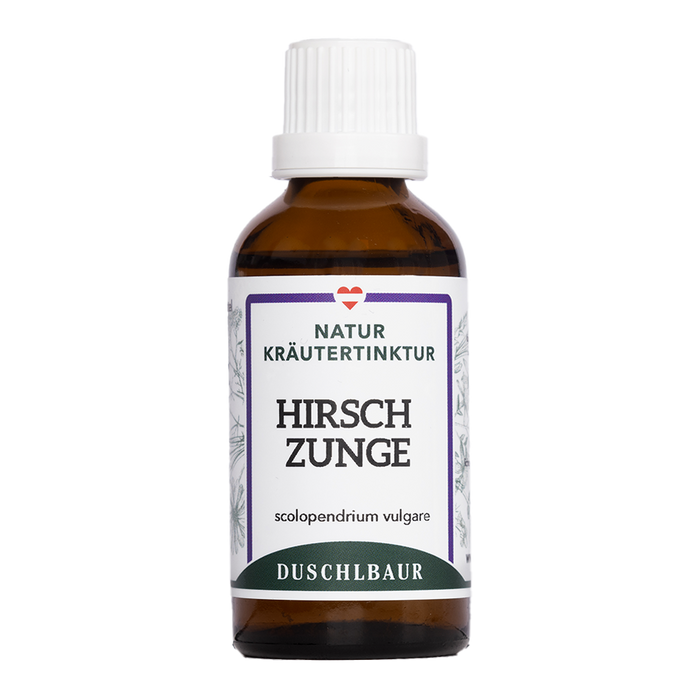 Hirschzunge Tinktur - scolopendrium vulgare