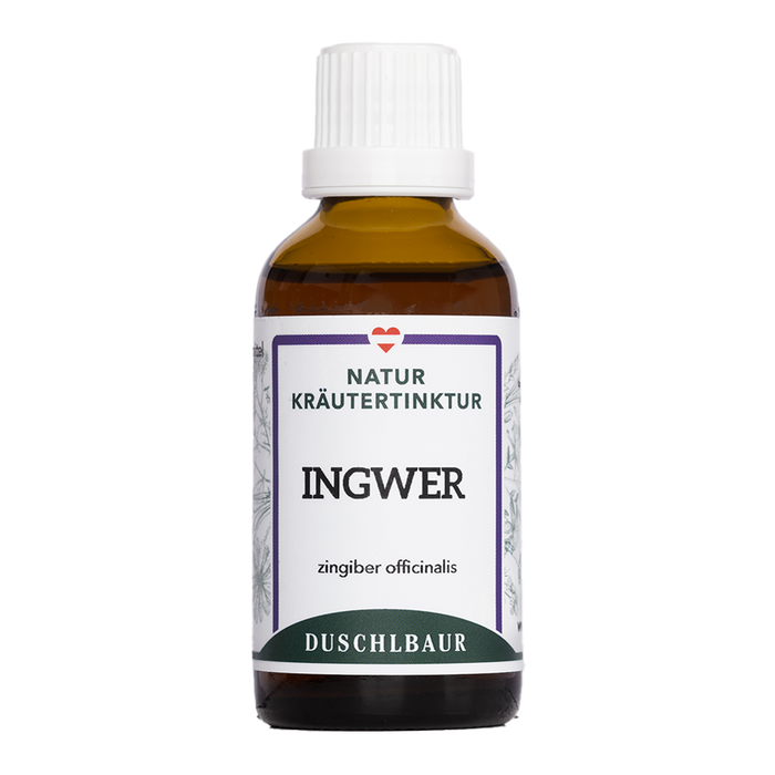 Ingwer Tinktur - zingiber officinalis