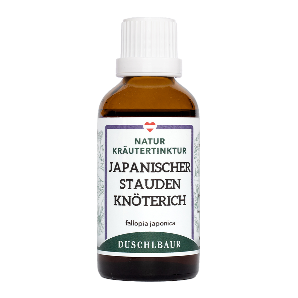 Japanischer Staudenknöterich Tinktur - reynoutria japonica