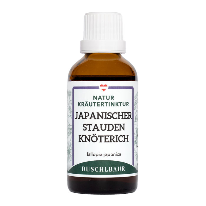 Japanese knotweed tincture - reynoutria japonica