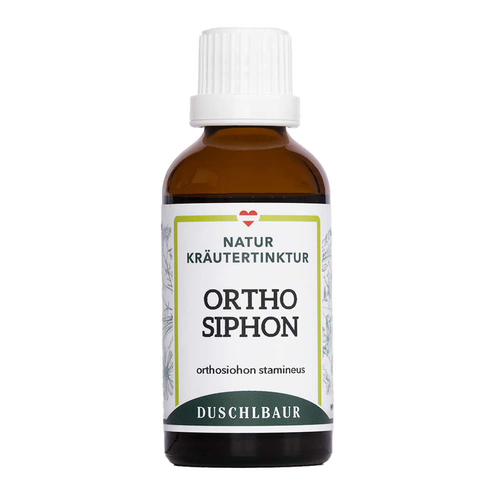 Orthosiphon Tinktur - orthosiphon stamineus
