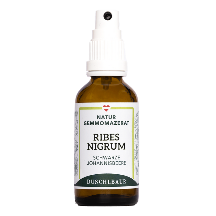 Ribes nigrum Gemmo Macerate - Black Currant 