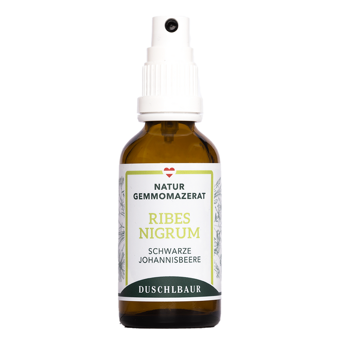 Ribes nigrum Gemmo Mazerat - Schwarze Johannisbeere
