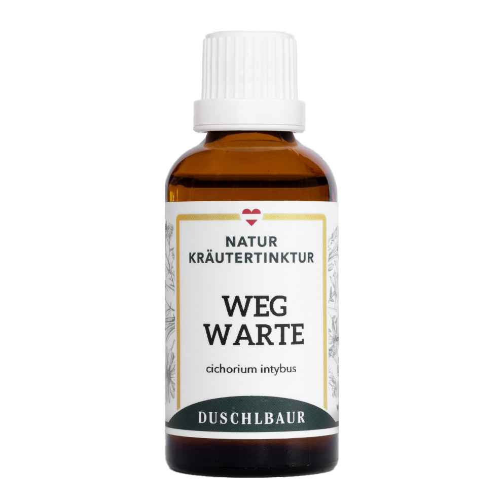 Wegwarte Tinktur - cichorium intybus