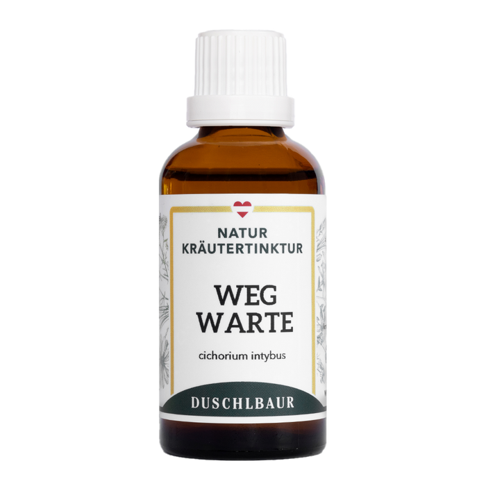 Wegwarte Tinktur - cichorium intybus
