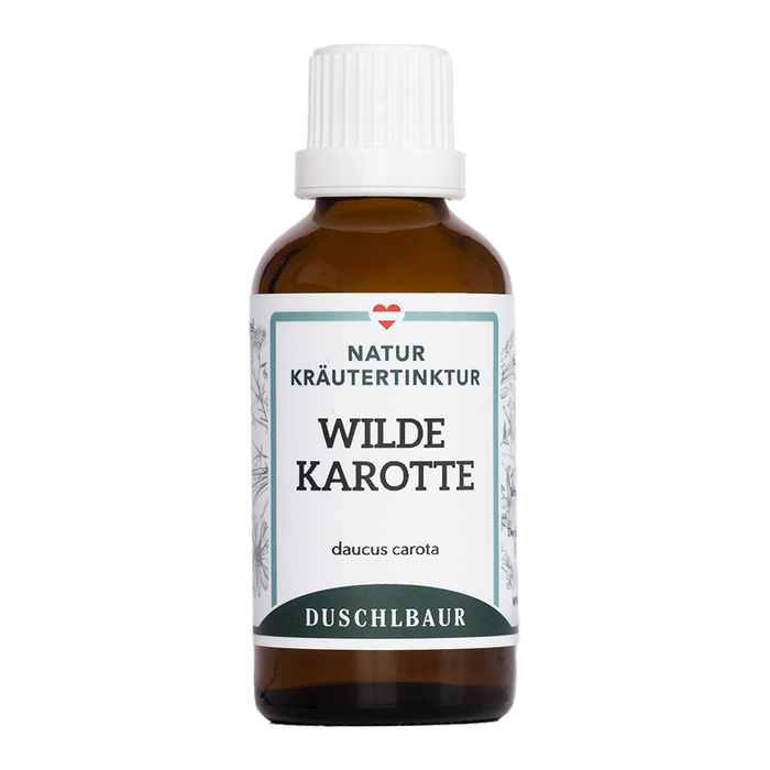 Wilde Karotte Tinktur - daucus carota subsp. carota